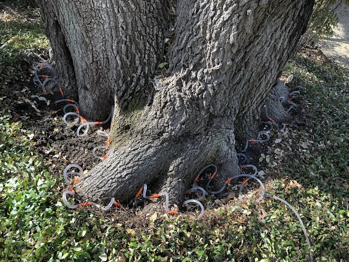 Detailed Tree Cabling and Bracing job site in Bedias