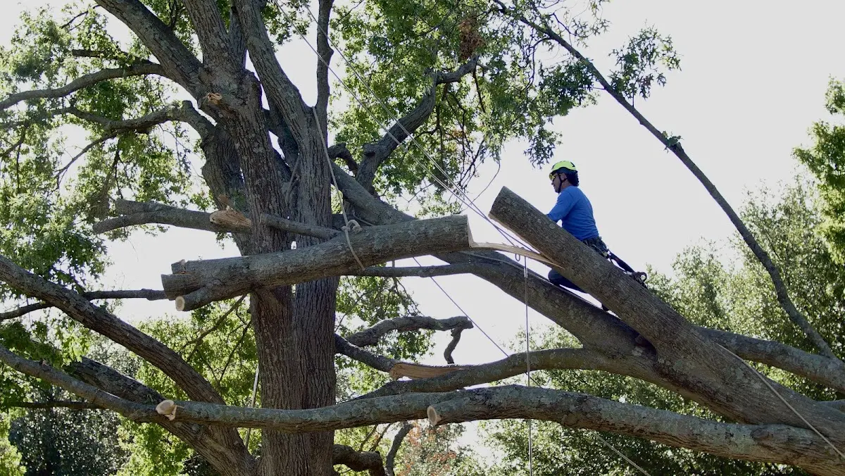 Professional Crown Thinning performed by certified arborists in Bedias