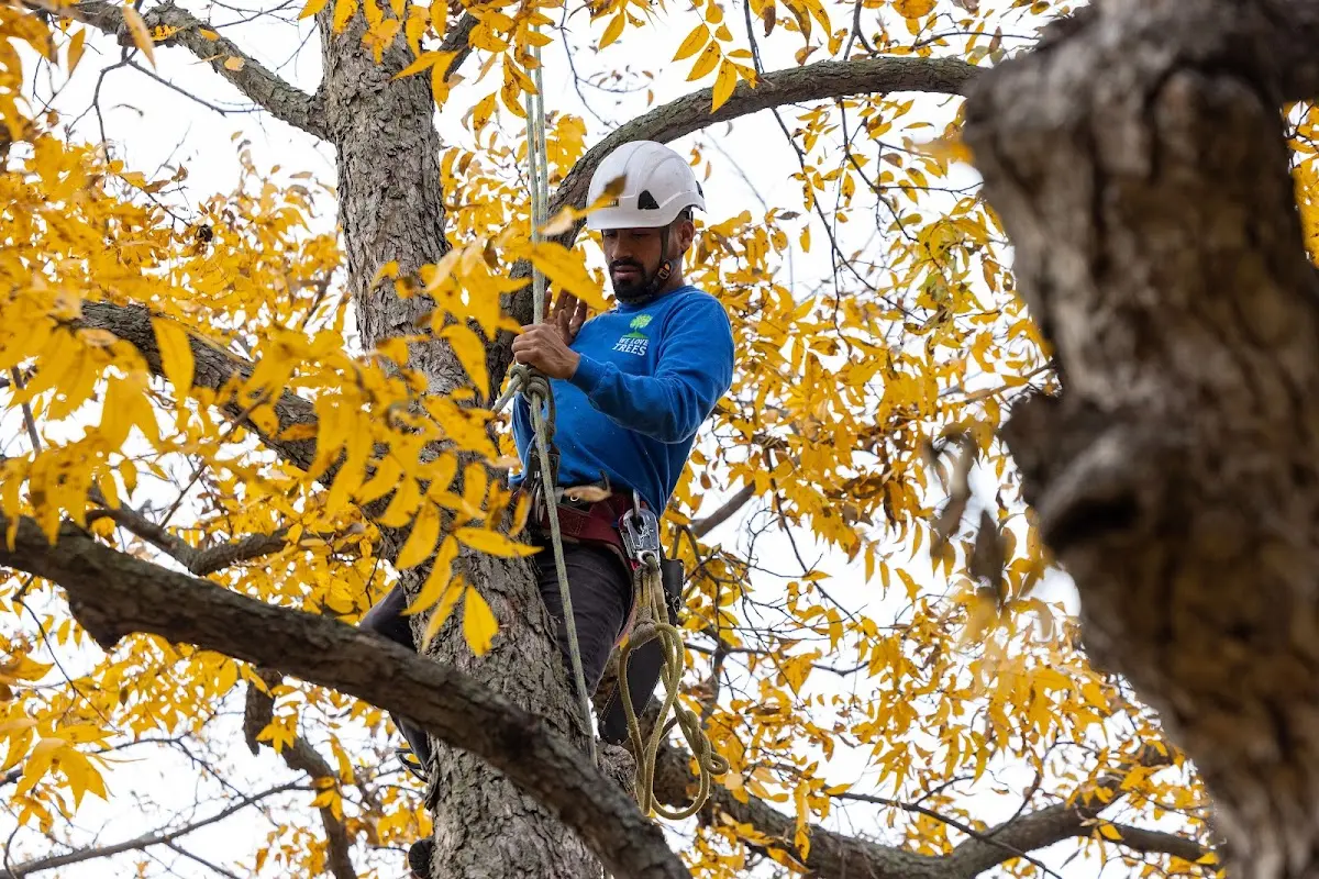Skilled Storm Damage Cleanup crew working in Bedias